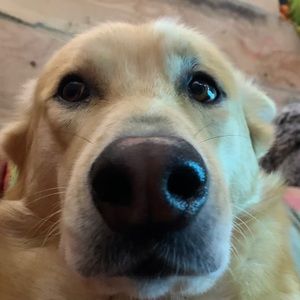 Meet your Posher, Miranda